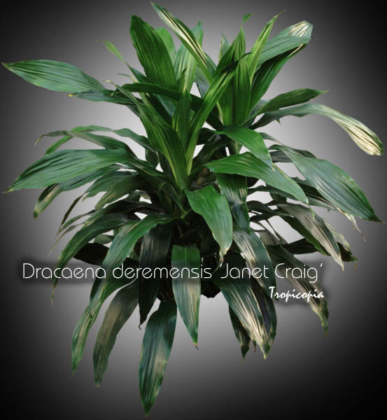 Dracaena - Dracaena deremensis 'Janet Craig' - Janet Craig